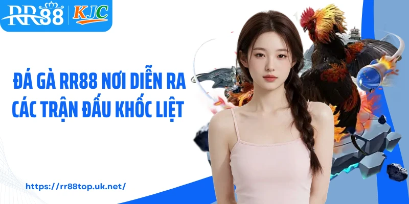 Đá gà RR88 nơi diễn ra các trận đấu khốc liệt 