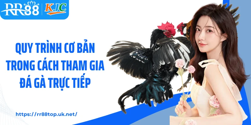 Quy trình cơ bản trong cách tham gia đá gà trực tiếp